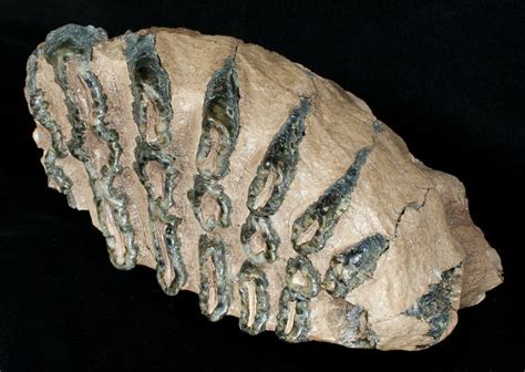 içinde fosil bulunan kayaçlar